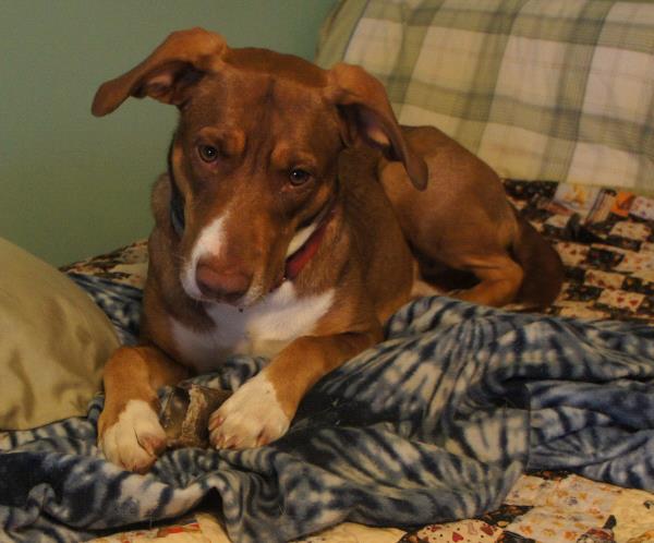 /Images/uploads/Animal Control  Welfare Project/PrettiestPetContest/entries/6036thumb.jpg